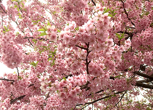 気分転換「ウォーキング」