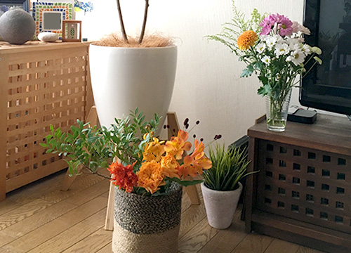 気分転換「花や観葉植物」