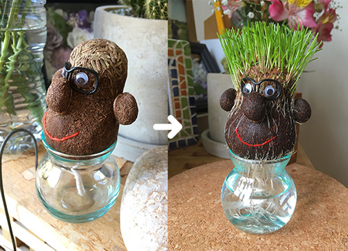 気分転換「花や観葉植物」