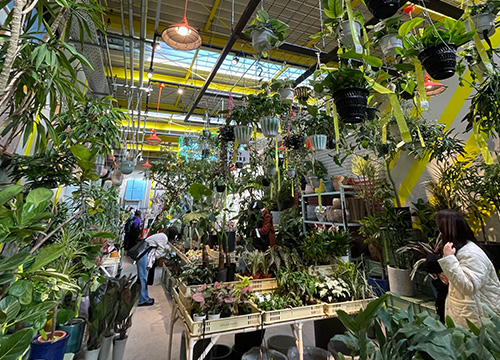 気分転換「花や観葉植物」